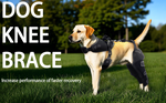 Load image into Gallery viewer, Neoprene-Tech Canine Knee Brace – Post-Surgery Stabilization &amp; Pain Relief Support&quot;
